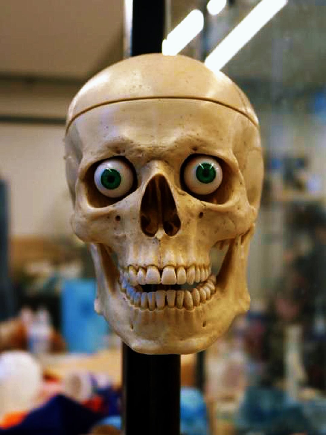 Skull prop with expressive eyes